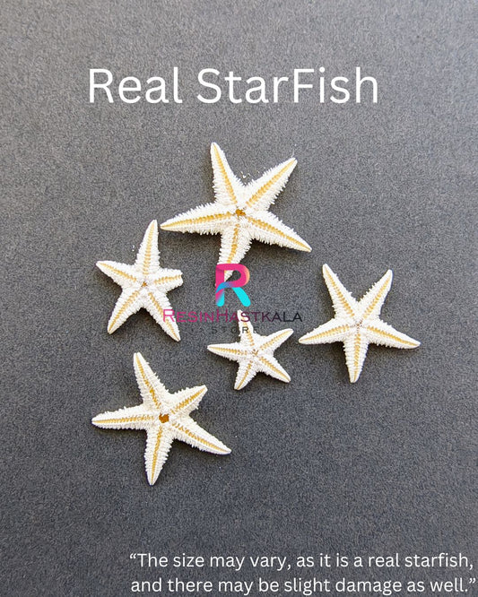 Real StarFish (5 Piece)