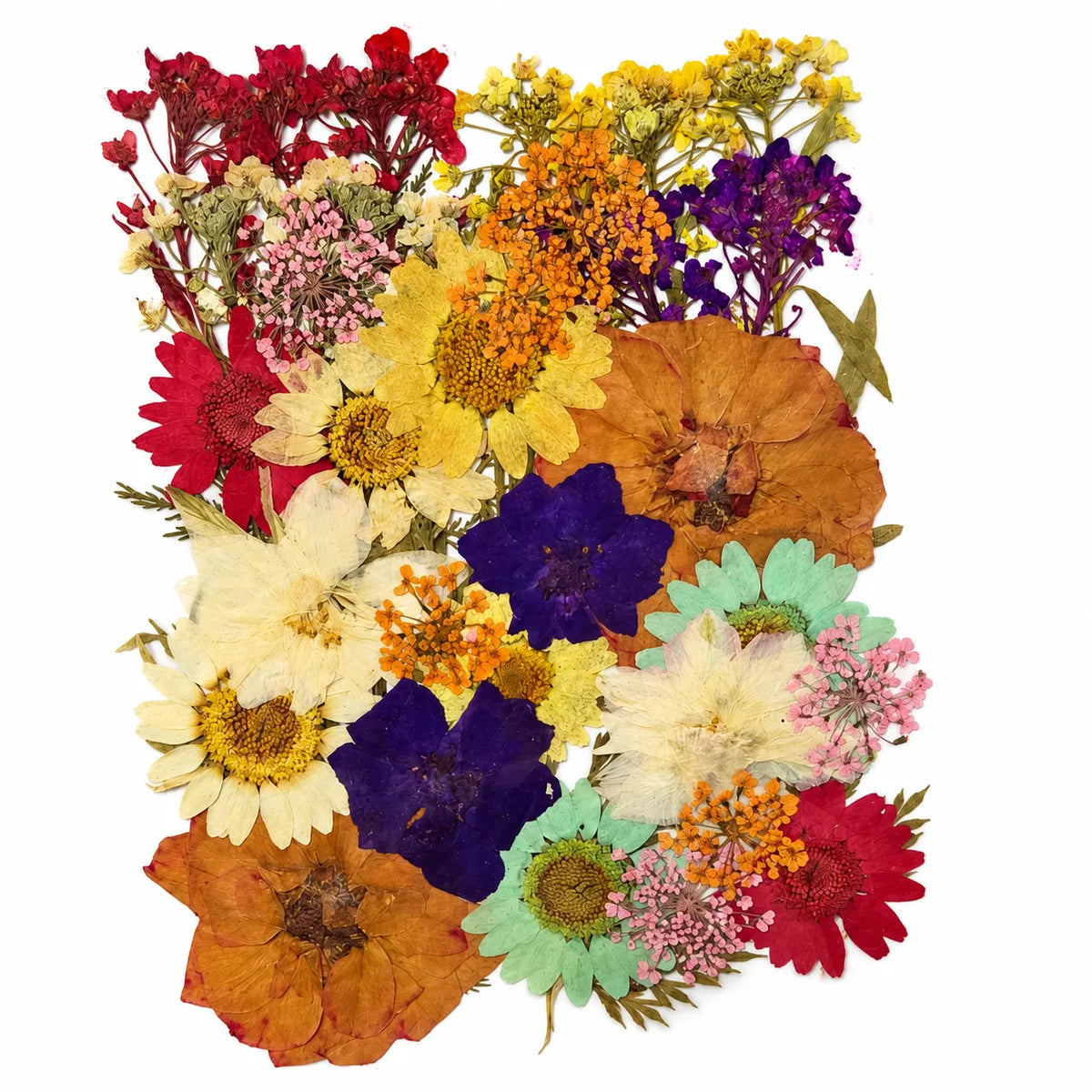 40 In 1 Pressed Flowers Fl147