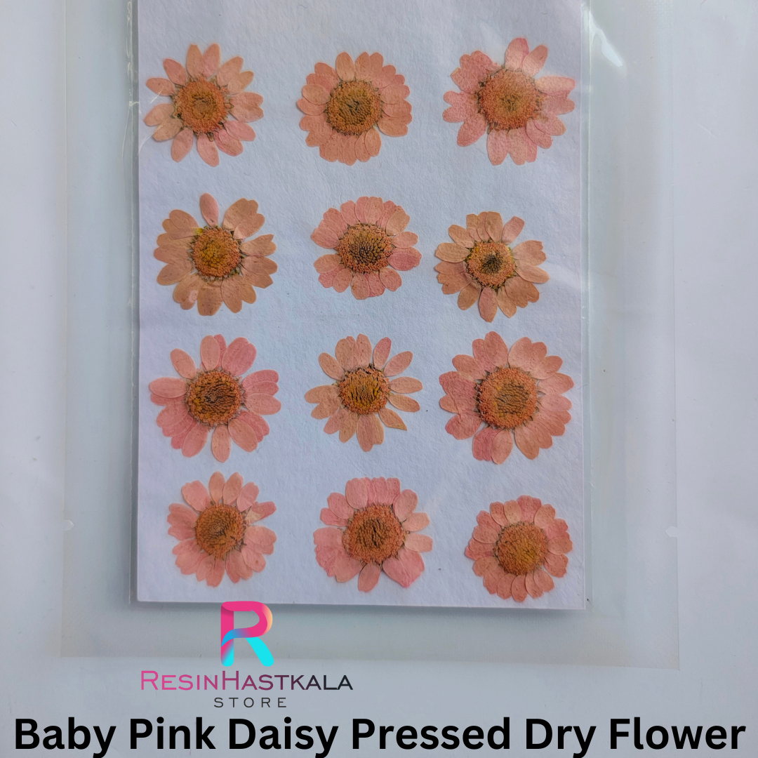 Baby Pink Pressed Dry Daisy Flower