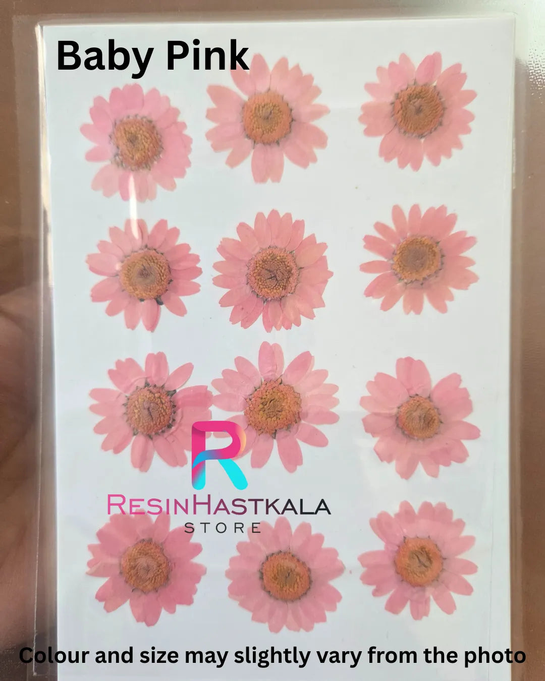 Baby Pink Pressed Dry Daisy Flower