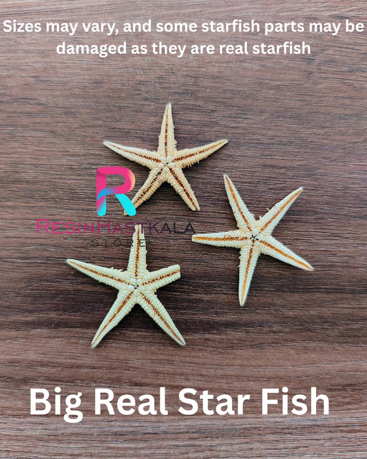 Big Real Star Fish (3 Piece)