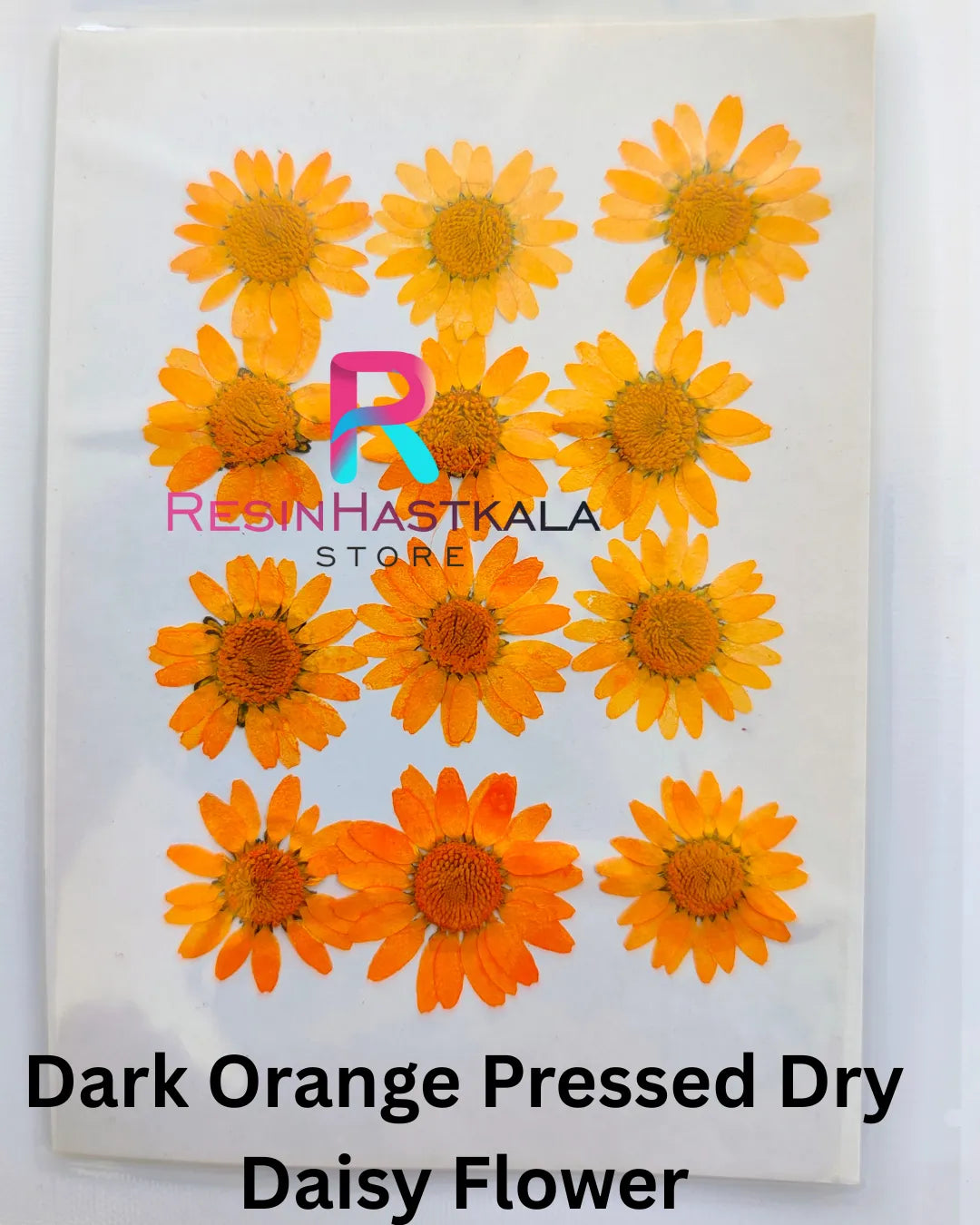 Dark Orange Pressed Dry Daisy Flower