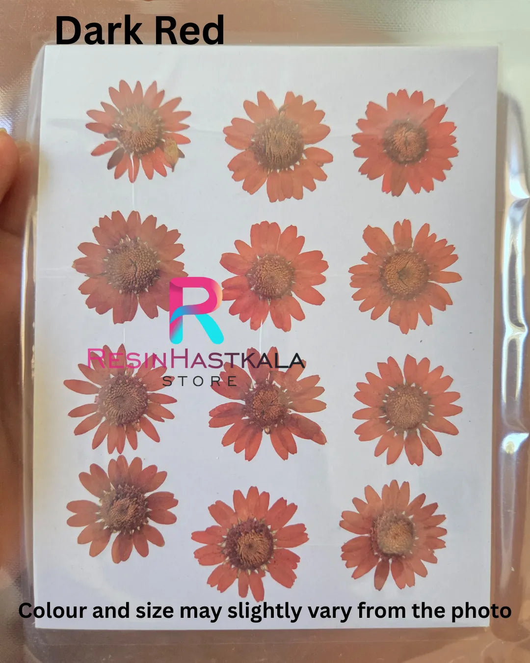 Dark Red Pressed Dry Daisy Flower