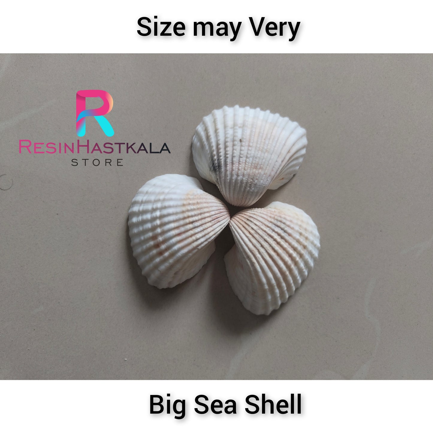 Big Sea Shell (100 Gram)