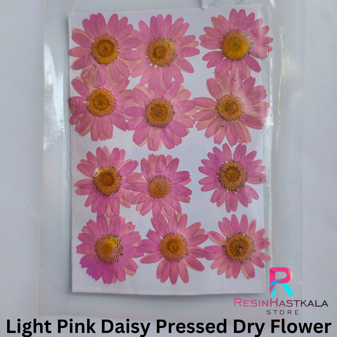 Light Pink Daisy Pressed Dry Flower