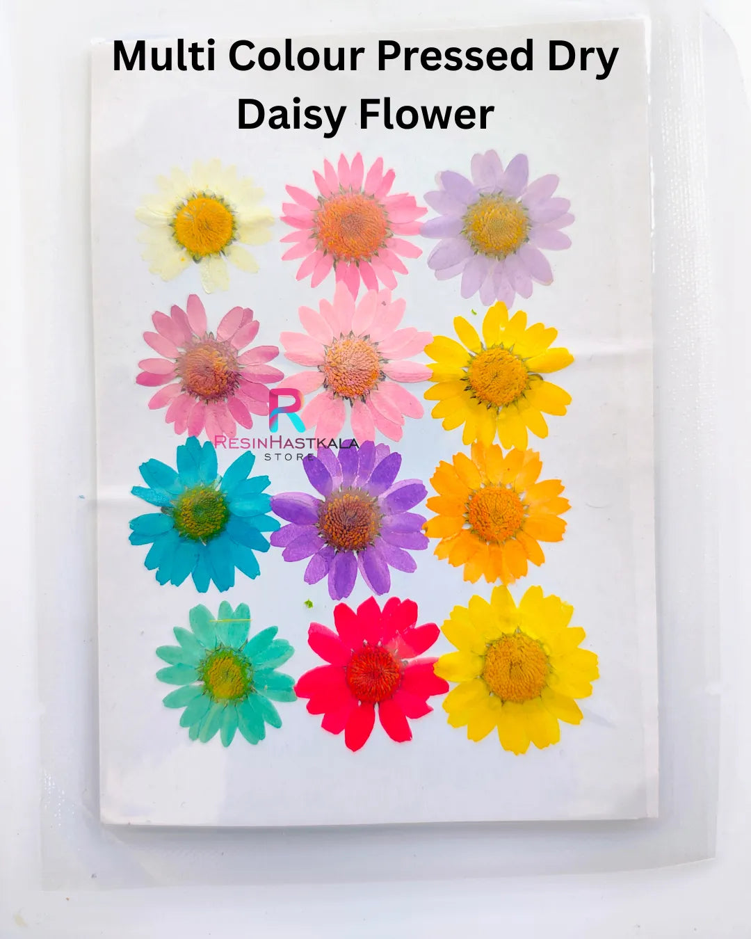 Multi Colour Pressed Dry Daisy Flower