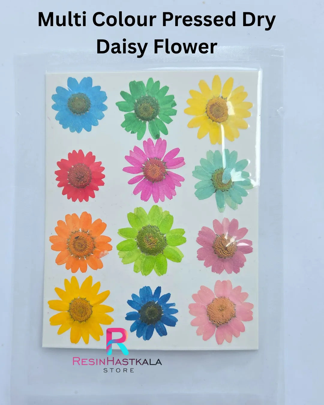 Multi Colour Pressed Dry Daisy Flower