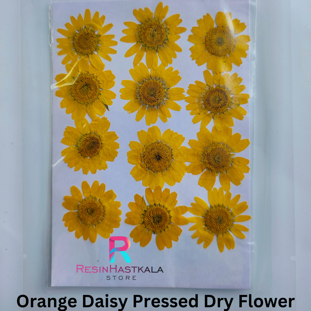 Orange Pressed Dry Daisy Flower
