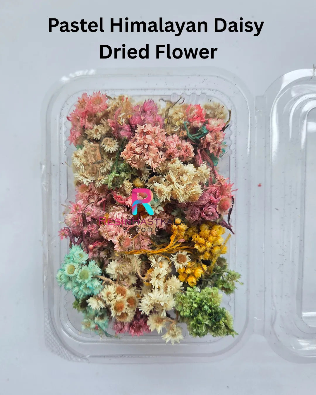 Pastel Himalayan Daisy Dried Flower
