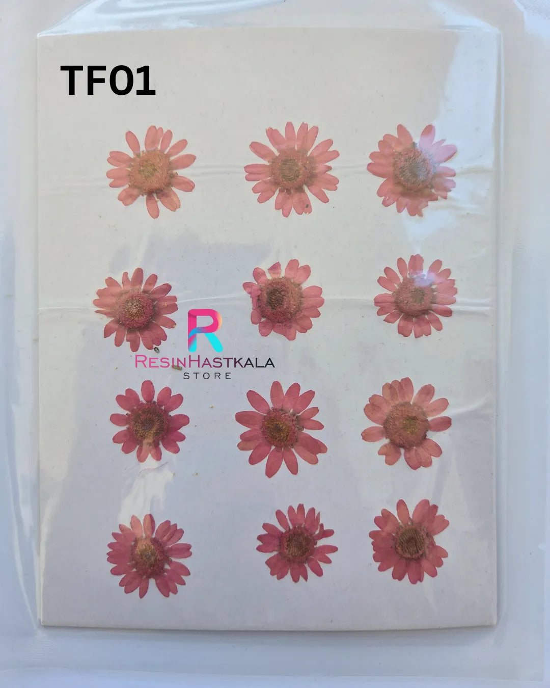 Smal Pressed Dry Daisy Flower (TF01)