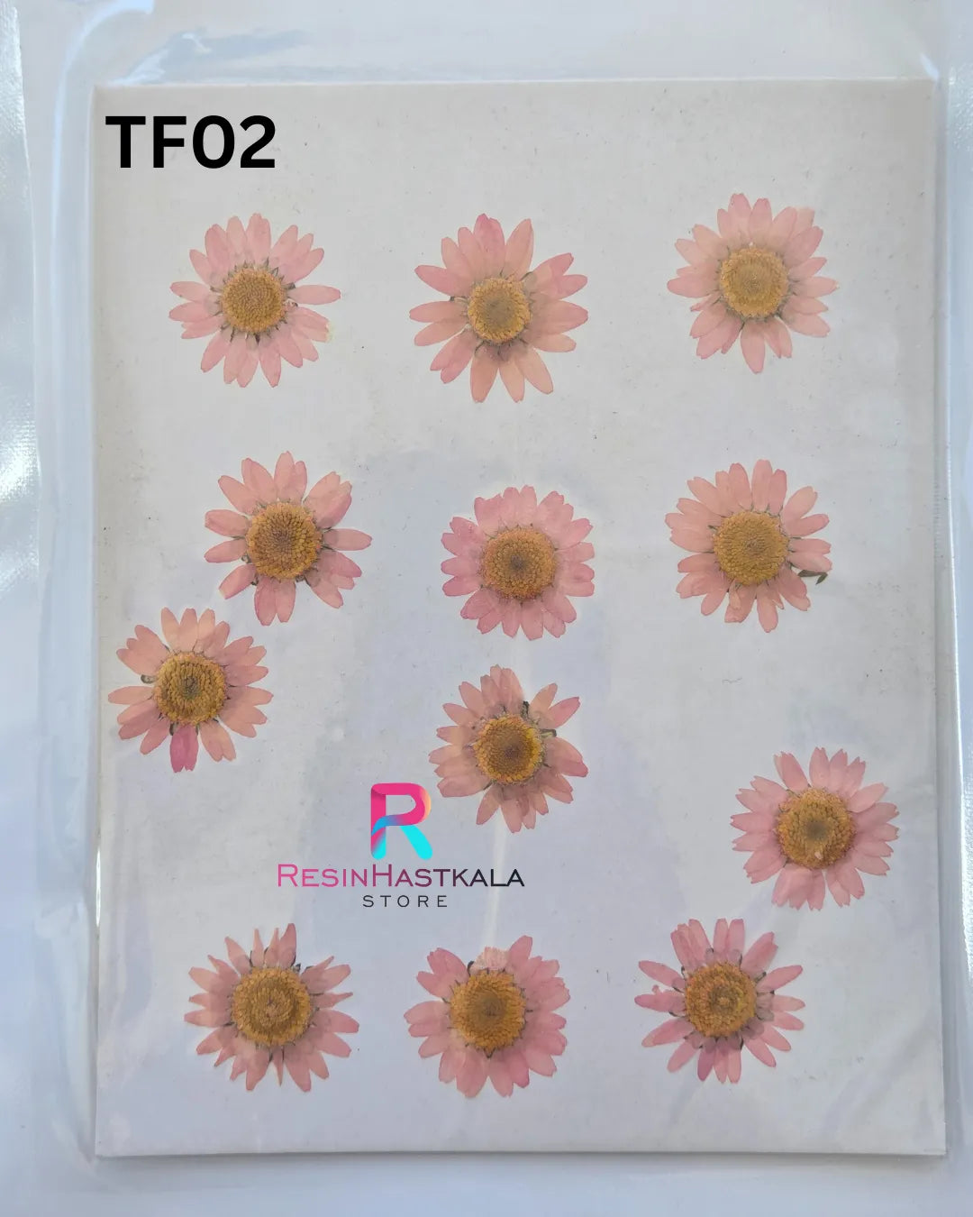 Pressed Dry Daisy Flower (TF02)