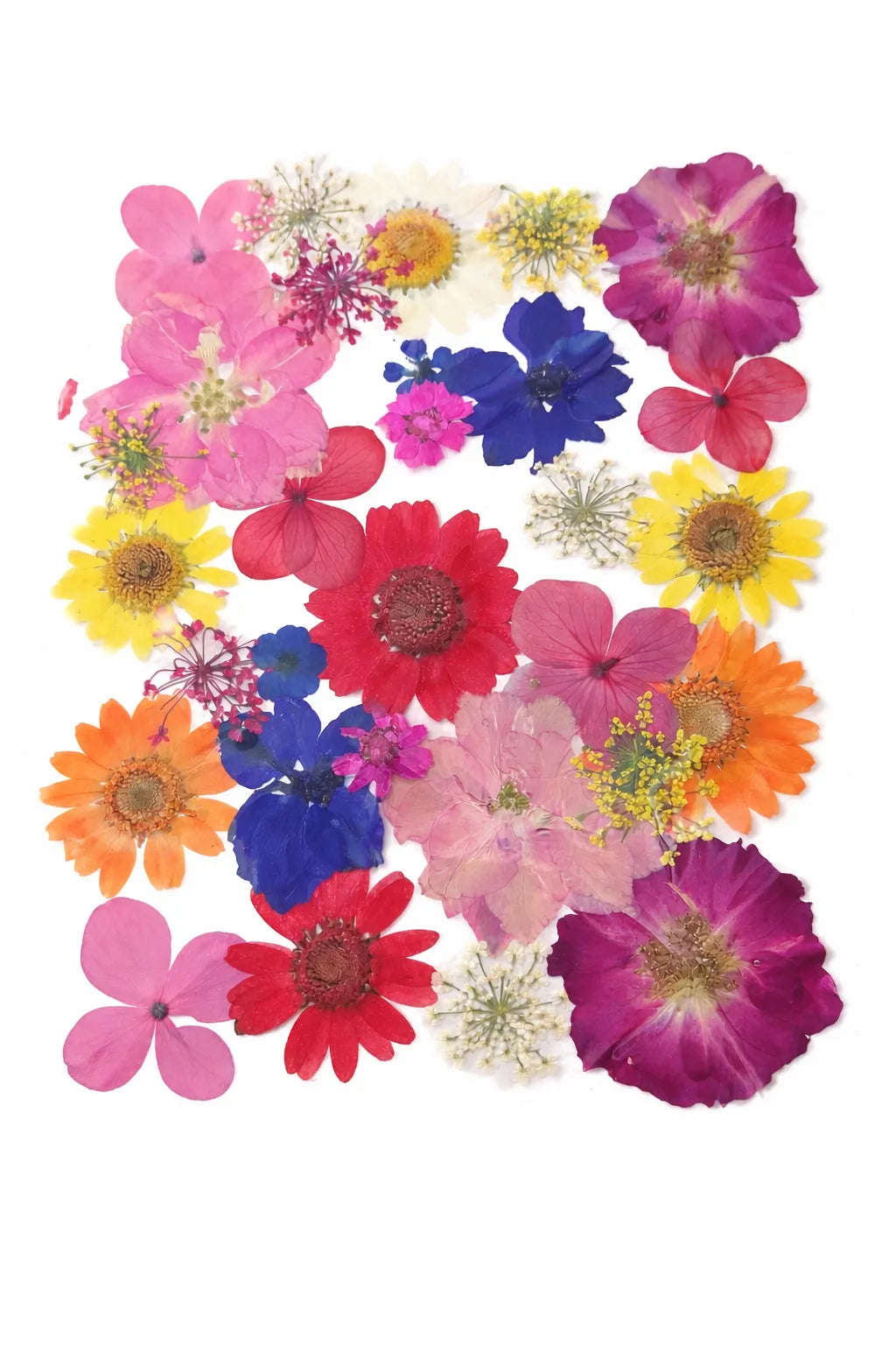 Pressed Dry Flower Sheet – PF22