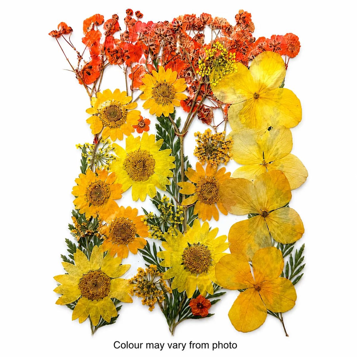Pressed Dry Flower Sheet – PF24