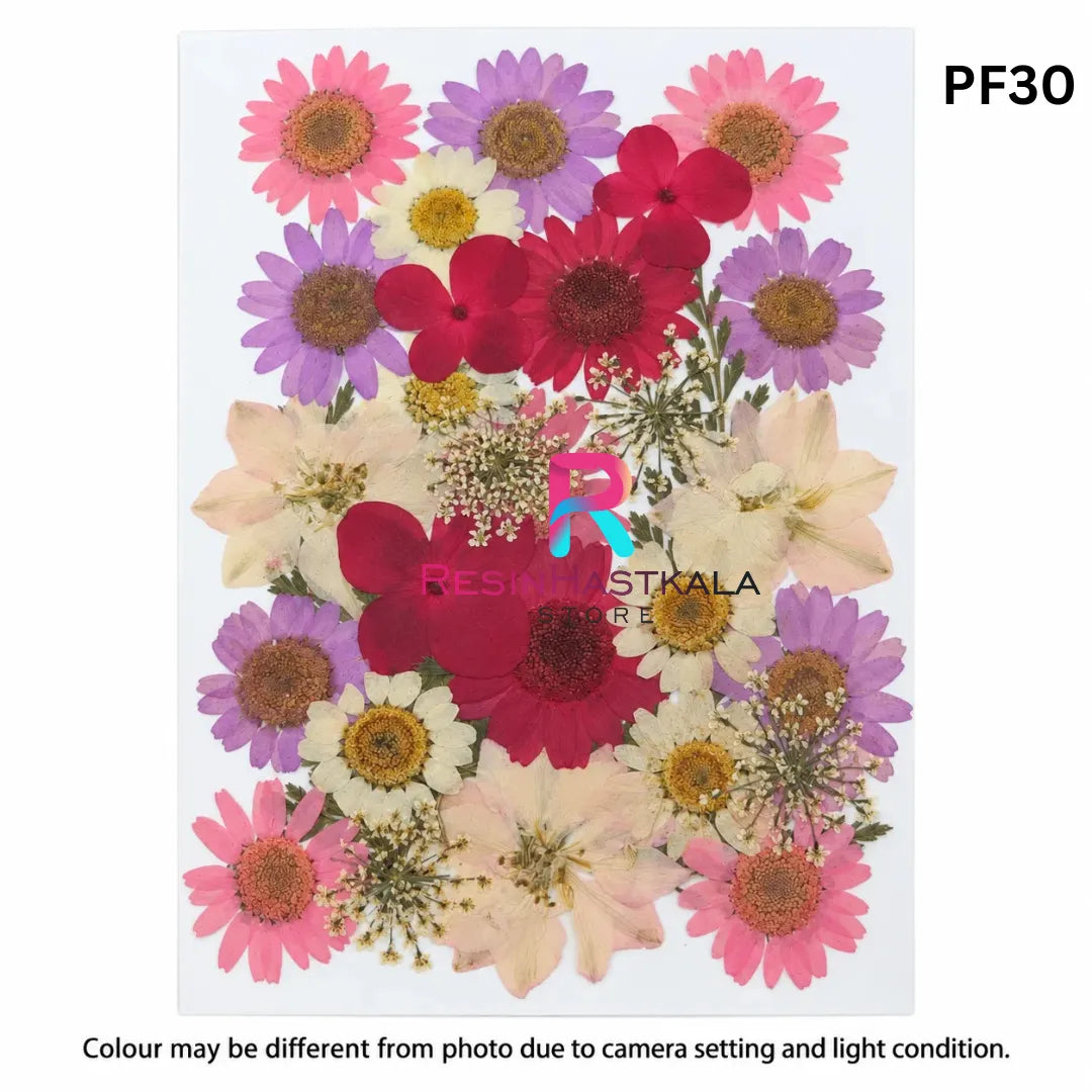 Pressed Dry Flower Sheet – PF30