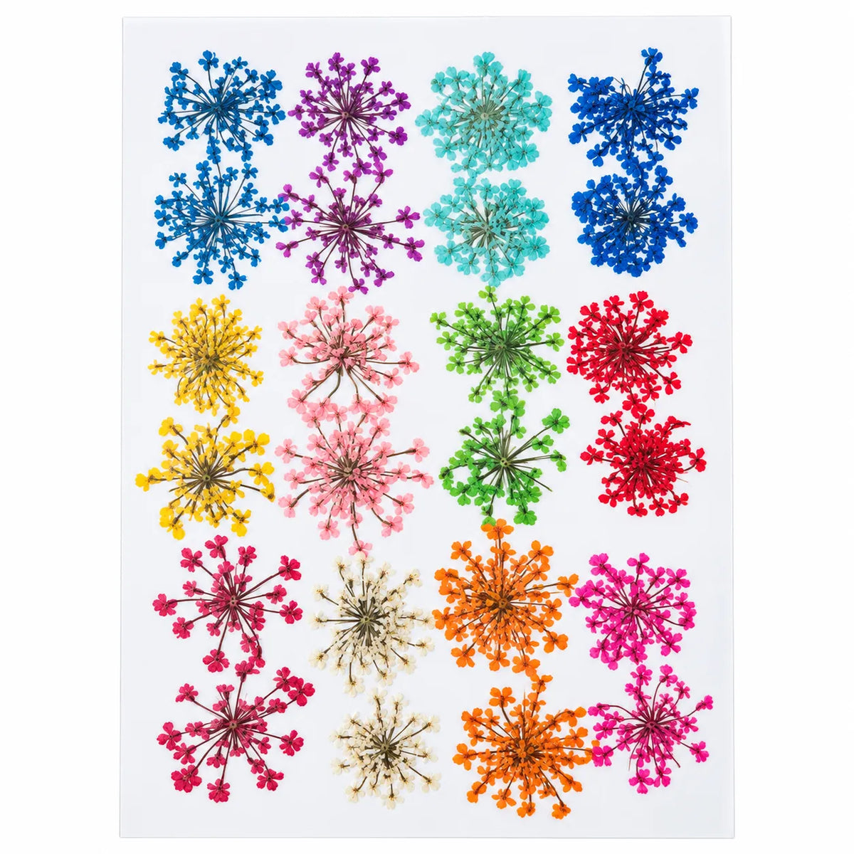 Set Of 24 Anne Lace Flower Queen Breath Real Dry Flower