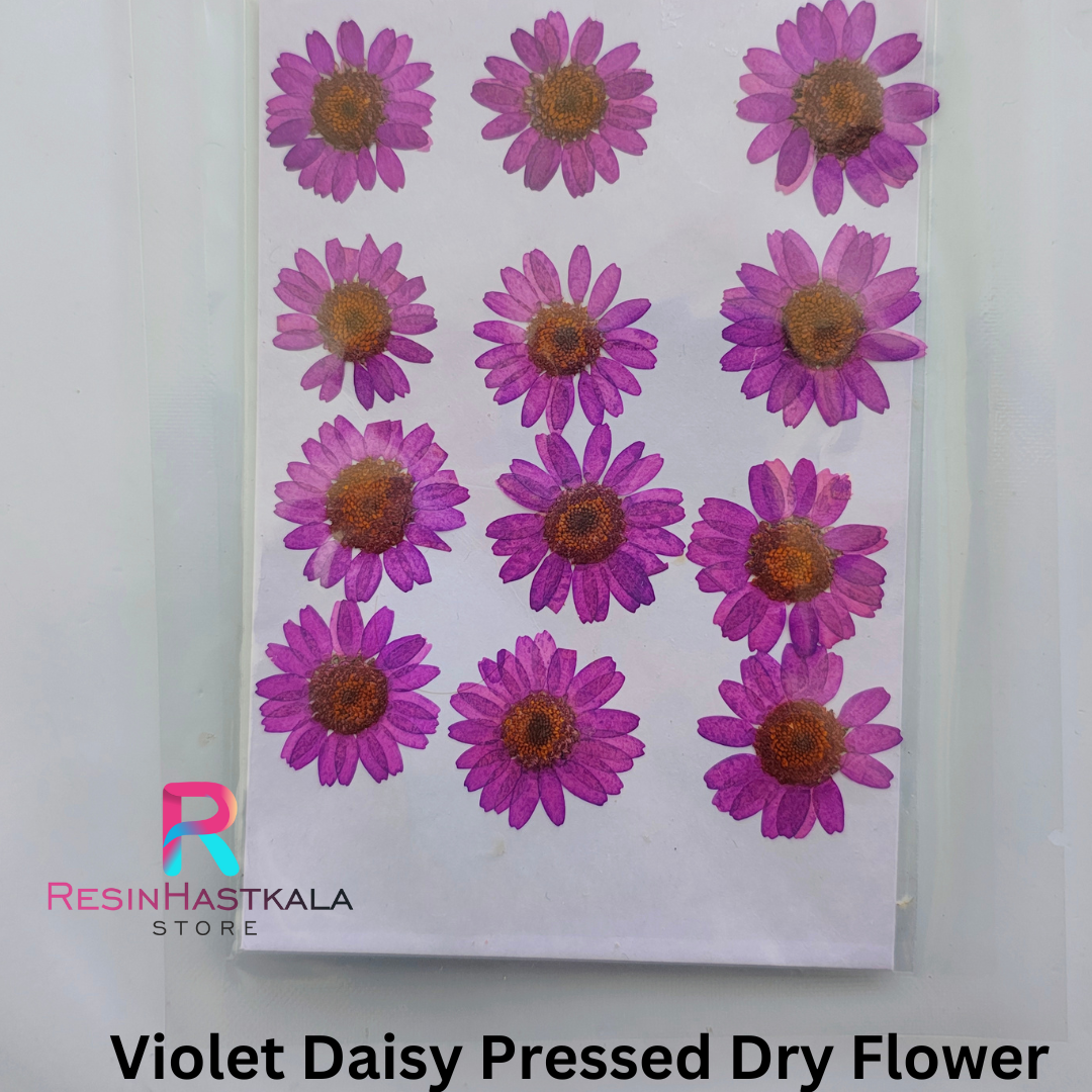 Violet Daisy Pressed Dry Flower