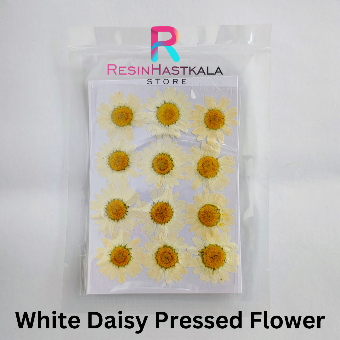 White Pressed Dry Daisy Flower