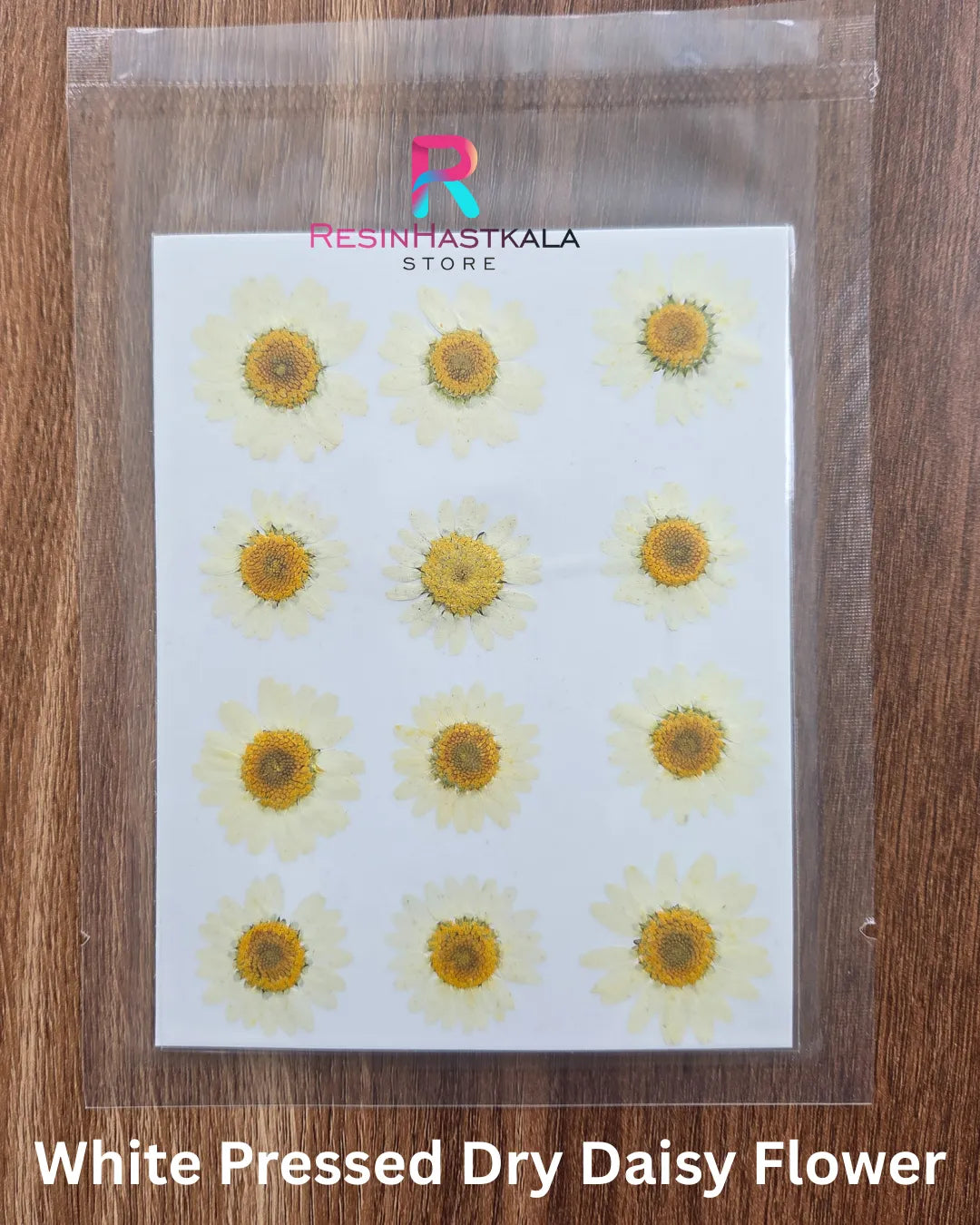 White Pressed Dry Daisy Flower