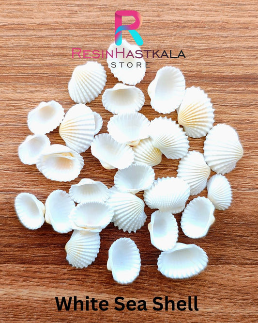 White Sea Shell (50 Gram Approx)
