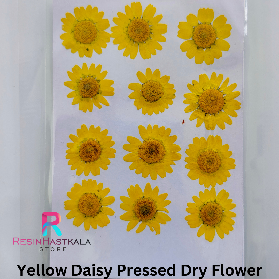 Yellow Pressed Dry Daisy Flower