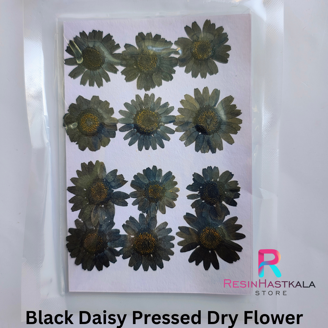 Black Pressed Dry Daisy Flower