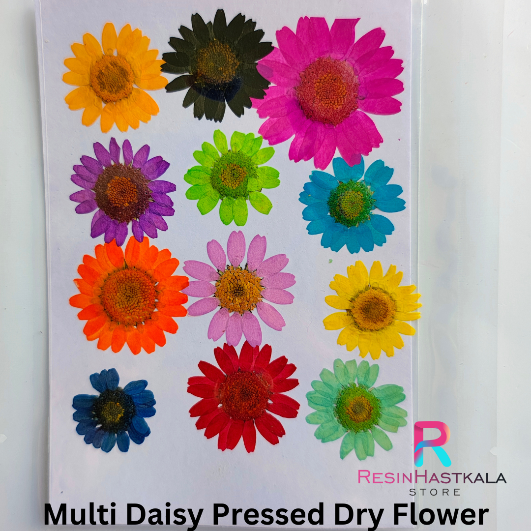 Multi Colour Pressed Dry Daisy Flower