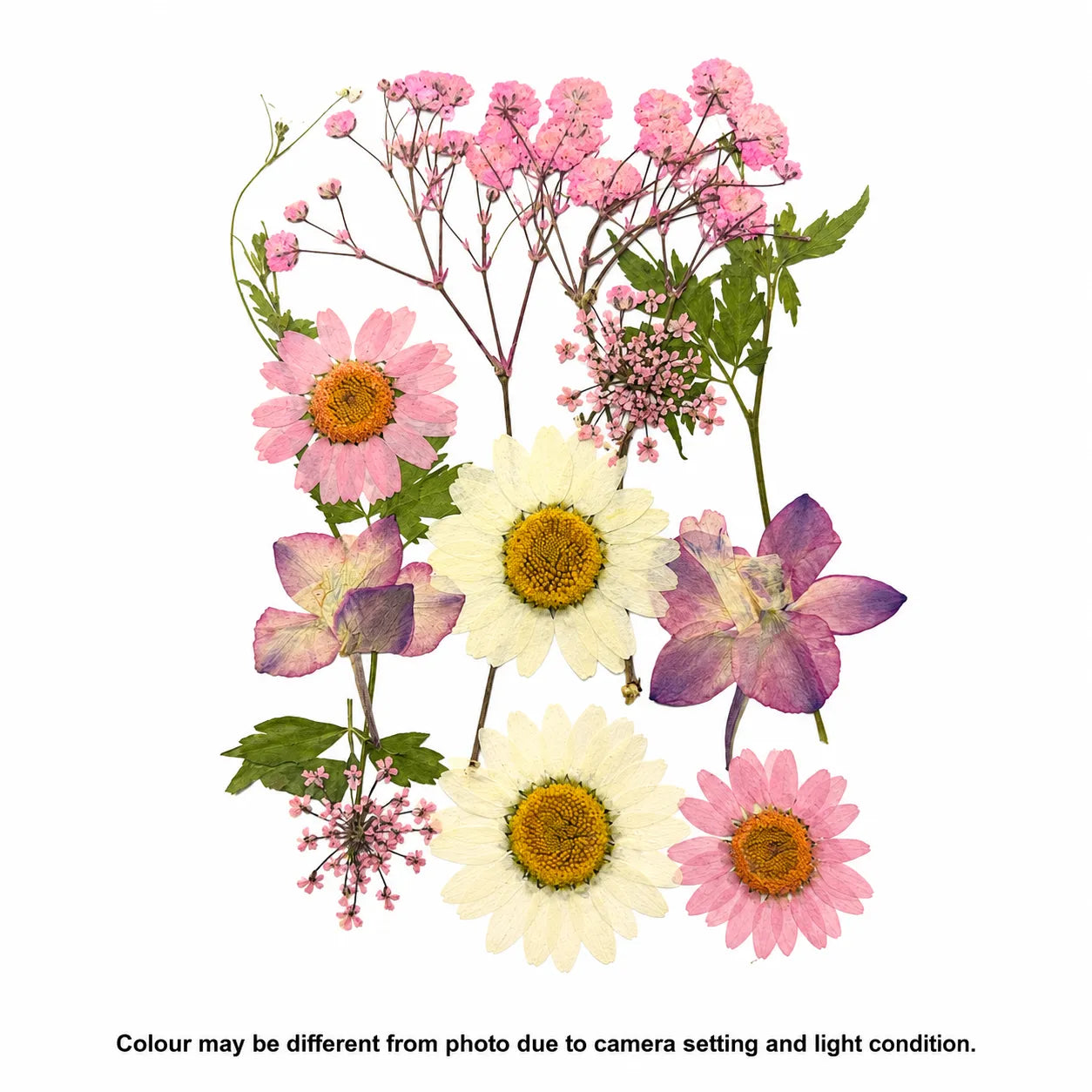 12 In 1 Pressed Flower C