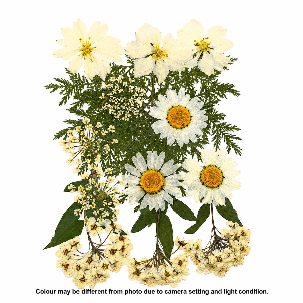 15 In 1 Pressed Flowers A