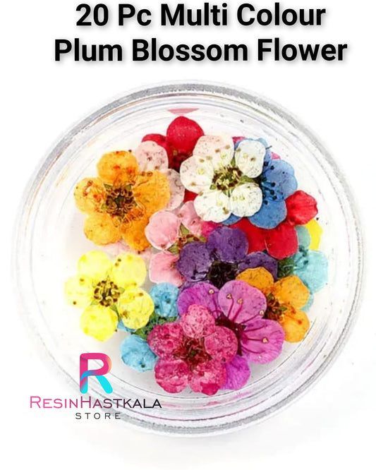 20 Pcs Multi Plum Blossom Pressed Flower