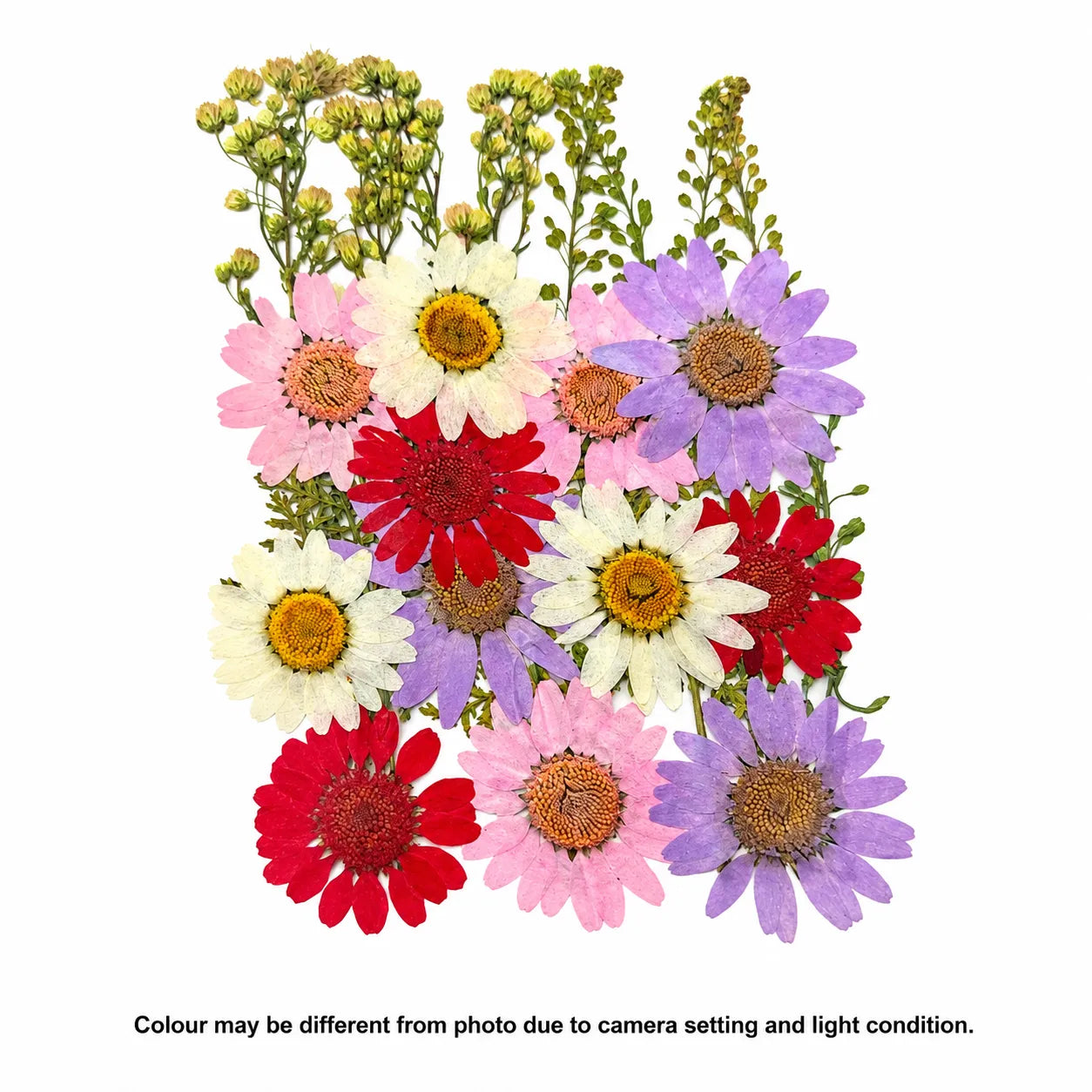 23 In 1 Pressed Flowers B