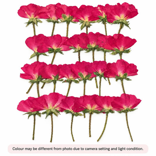 24 In 1 Real Rose Pressed Flower