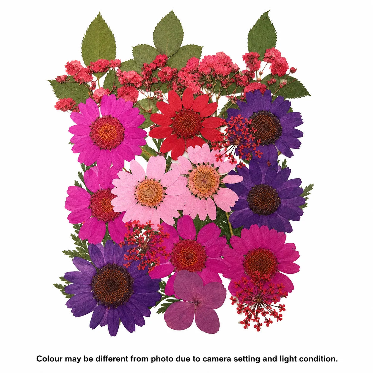 25 In 1 Pressed Flower A