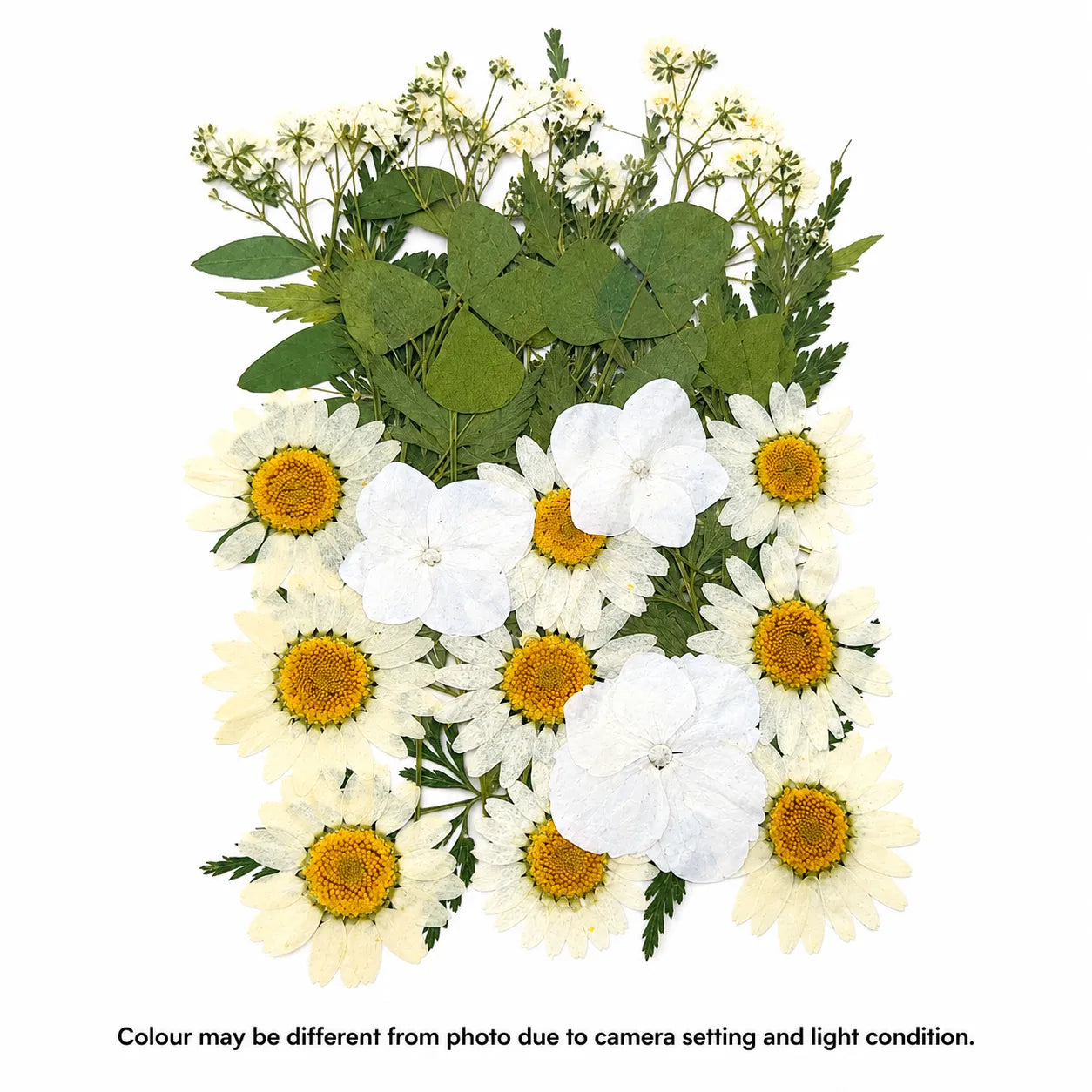 25 In 1 Pressed Flower C
