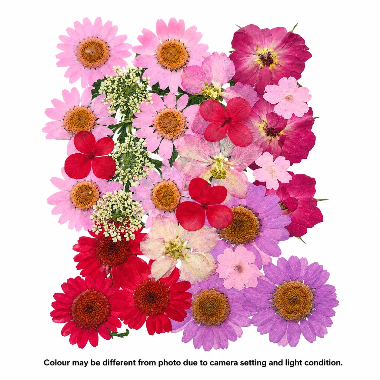 30 In 1 Pressed Flower C