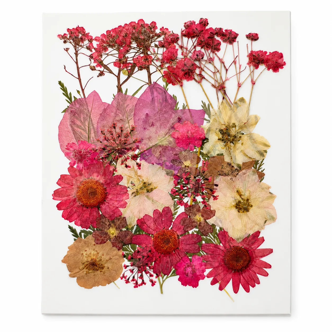 32 In 1 Pressed Flowers