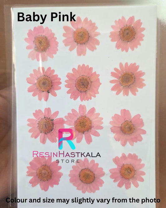 Baby Pink Pressed Dry Daisy Flower