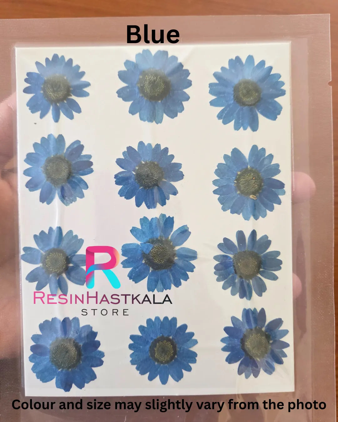 Blue Pressed Dry Daisy Flower