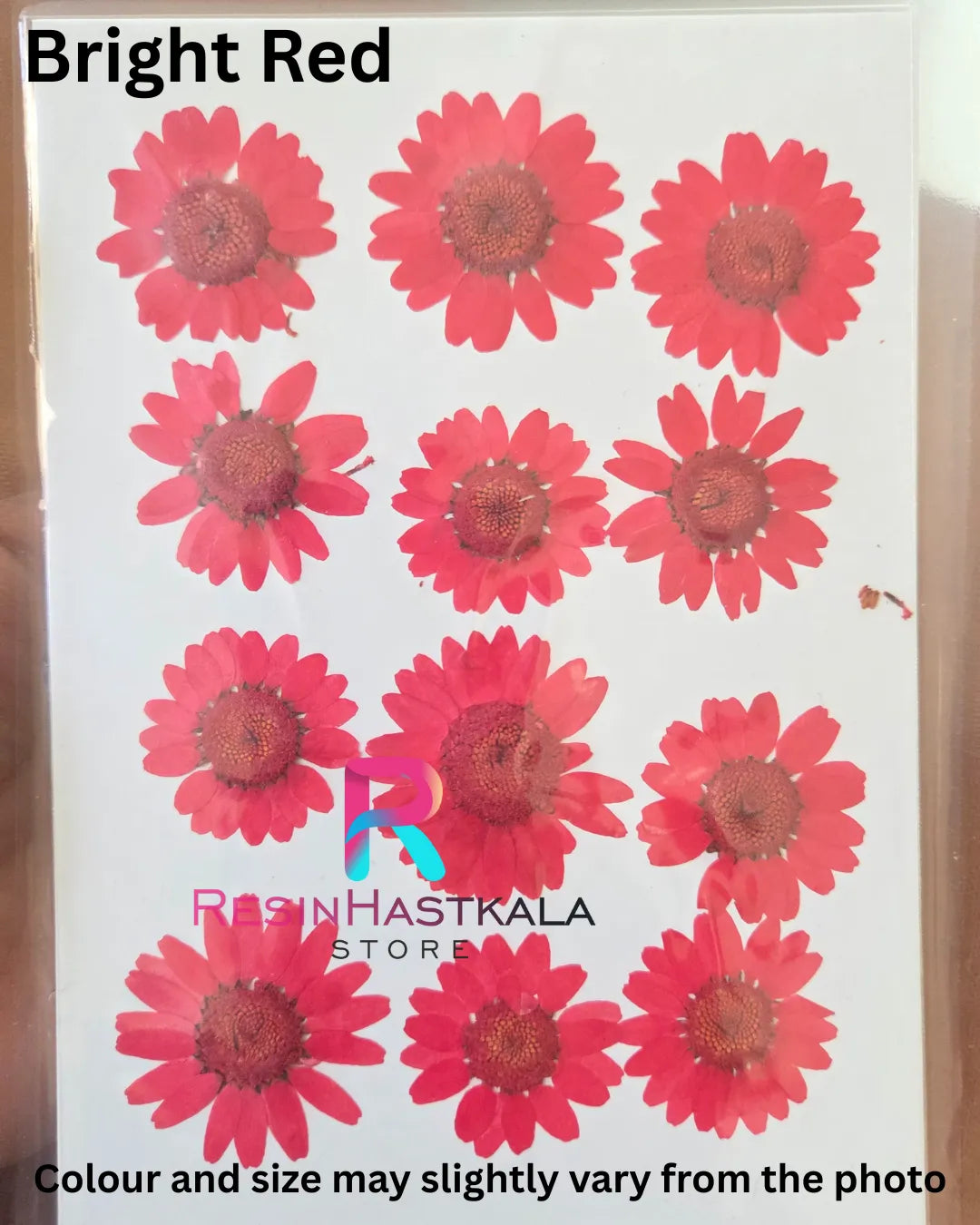 Bright Red Pressed Dry Daisy Flower