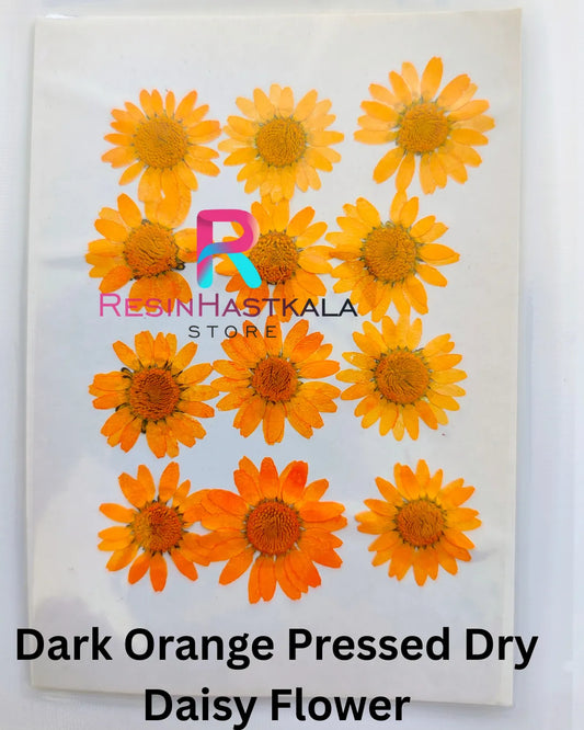 Dark Orange Pressed Dry Daisy Flower