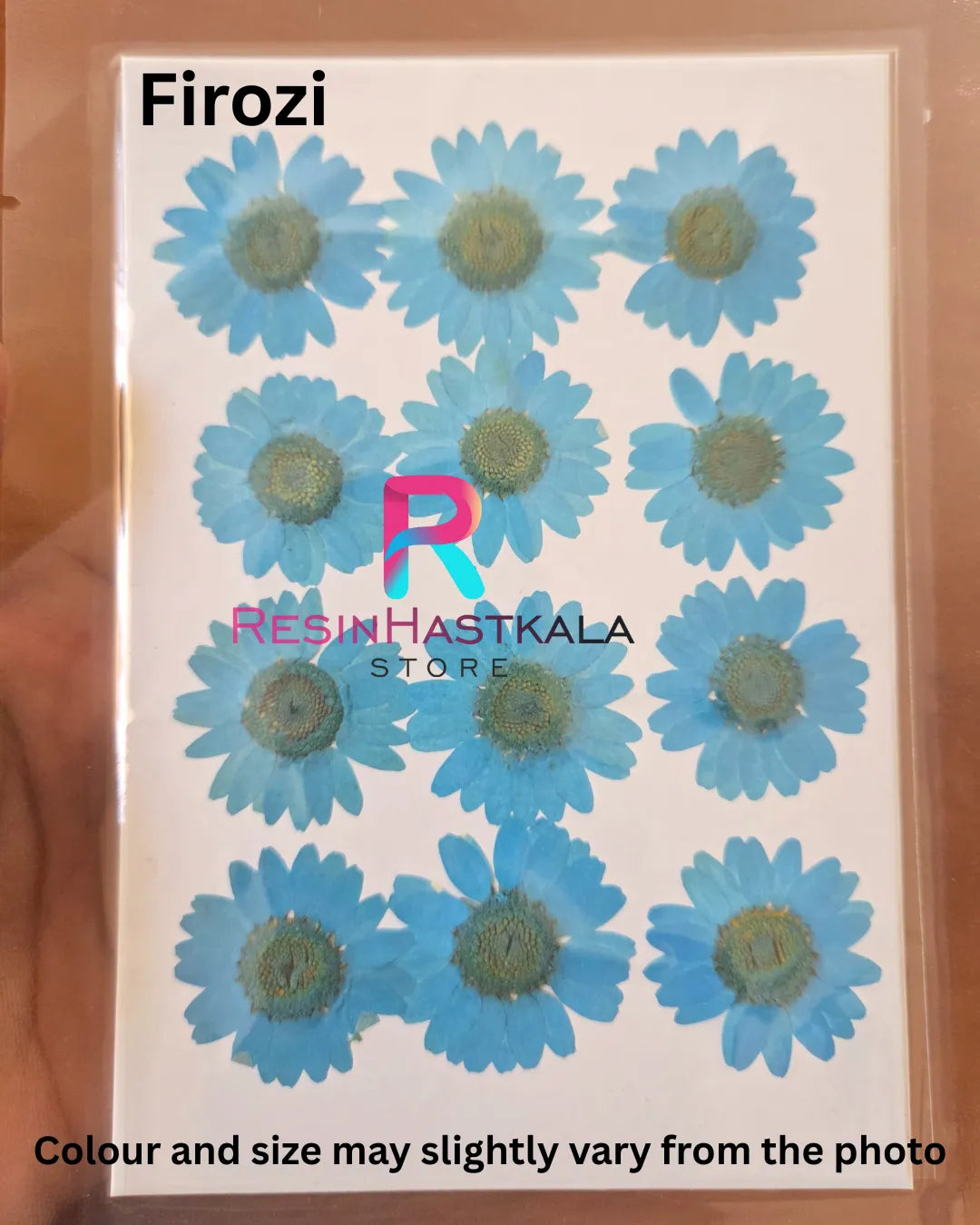 Firozi Daisy Pressed Dry Flower