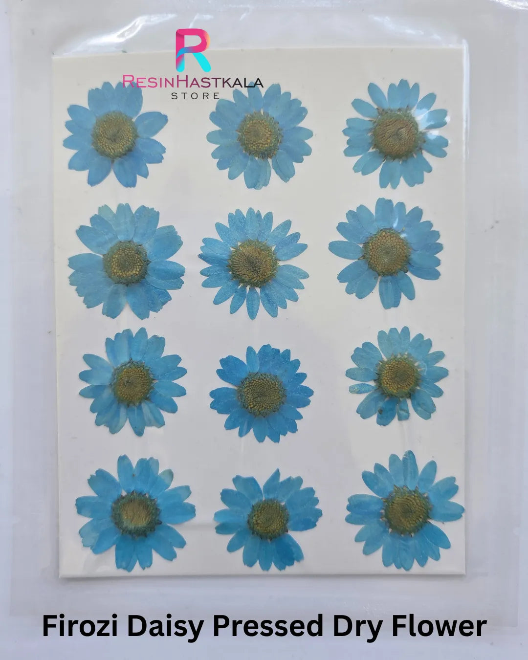 Firozi Daisy Pressed Dry Flower