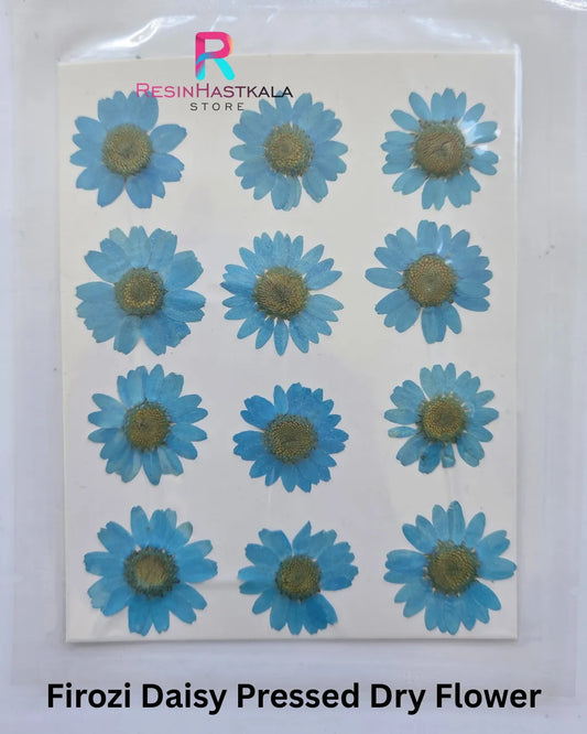 Firozi Daisy Pressed Dry Flower