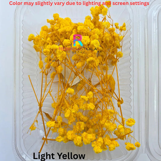 Light Yellow Gypsy Dried Flower Box