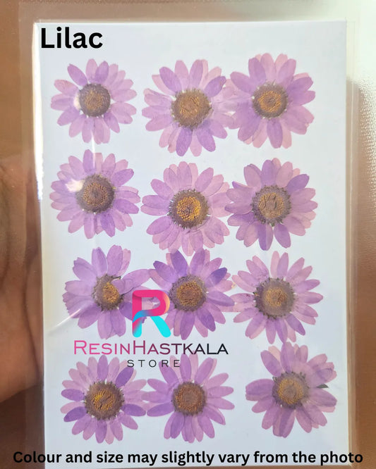 Lilac Pressed Dry Daisy Flower