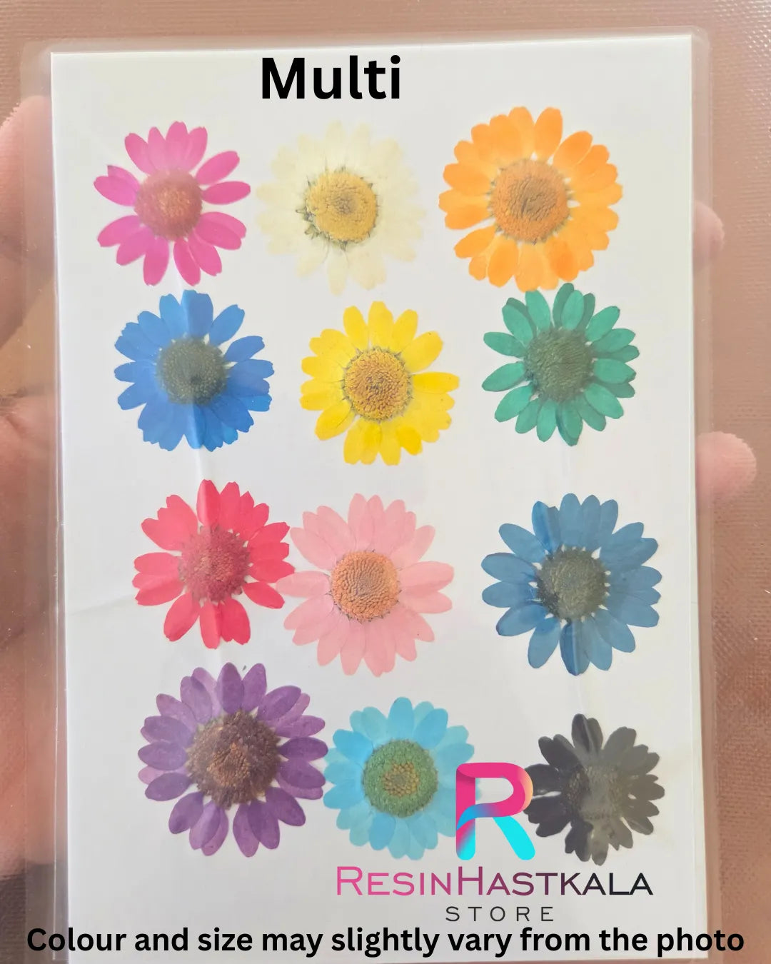 Multi Colour Pressed Dry Daisy Flower
