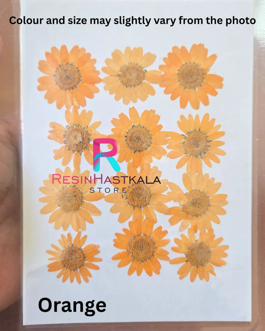 Orange Pressed Dry Daisy Flower