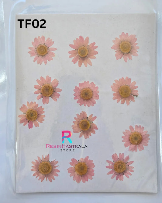 Pressed Dry Daisy Flower (TF02)