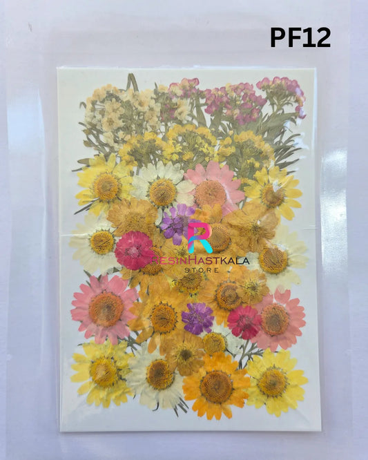 Pressed Dry Flower Sheet – PF12