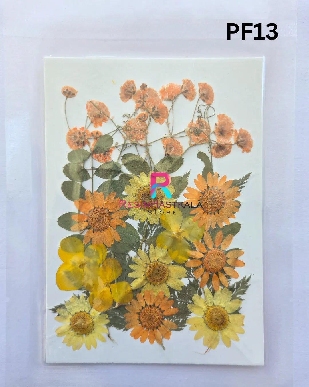 Pressed Dry Flower Sheet – PF13