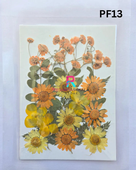 Pressed Dry Flower Sheet – PF13